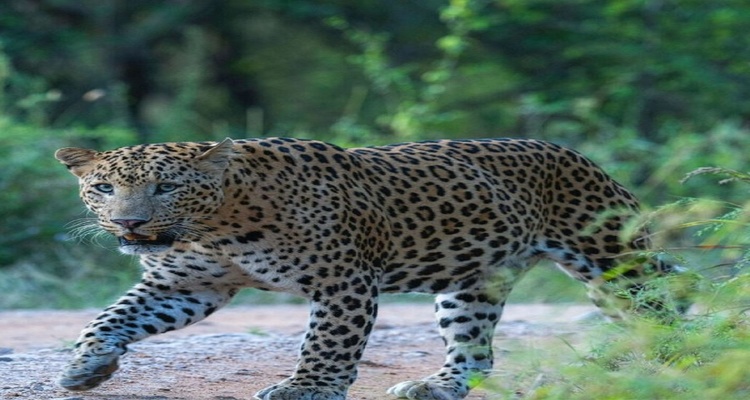 03 Days Ranthambhore Tiger Safari Tour